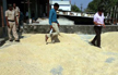 Over 35k tons pulses seized from hoarders in 10 states: Centre